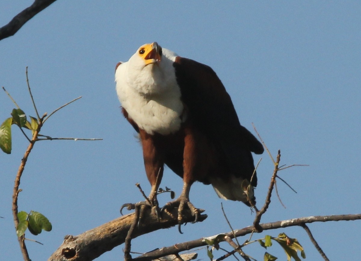 African Fish-Eagle - ML204682081