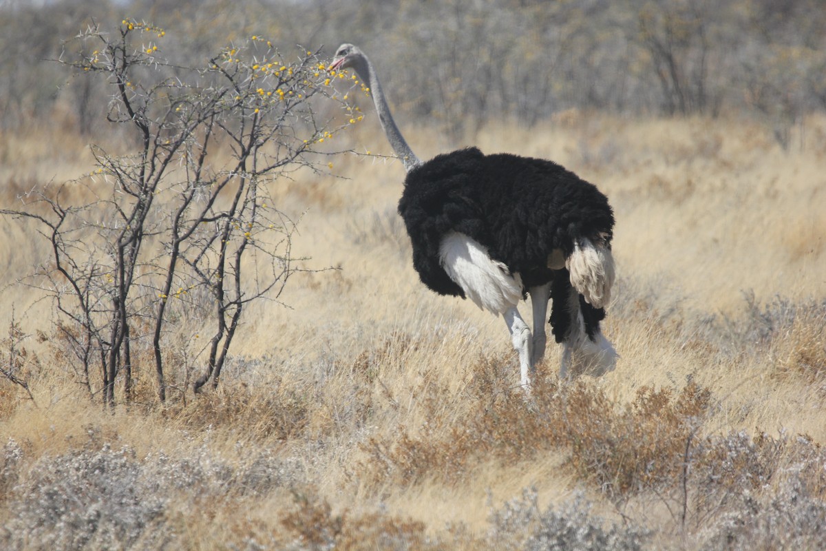 Common Ostrich - Laura Sargentini