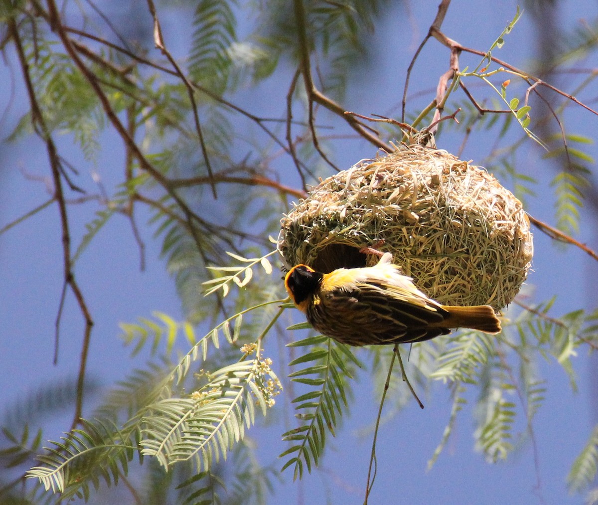 Southern Masked-Weaver - Laura Sargentini