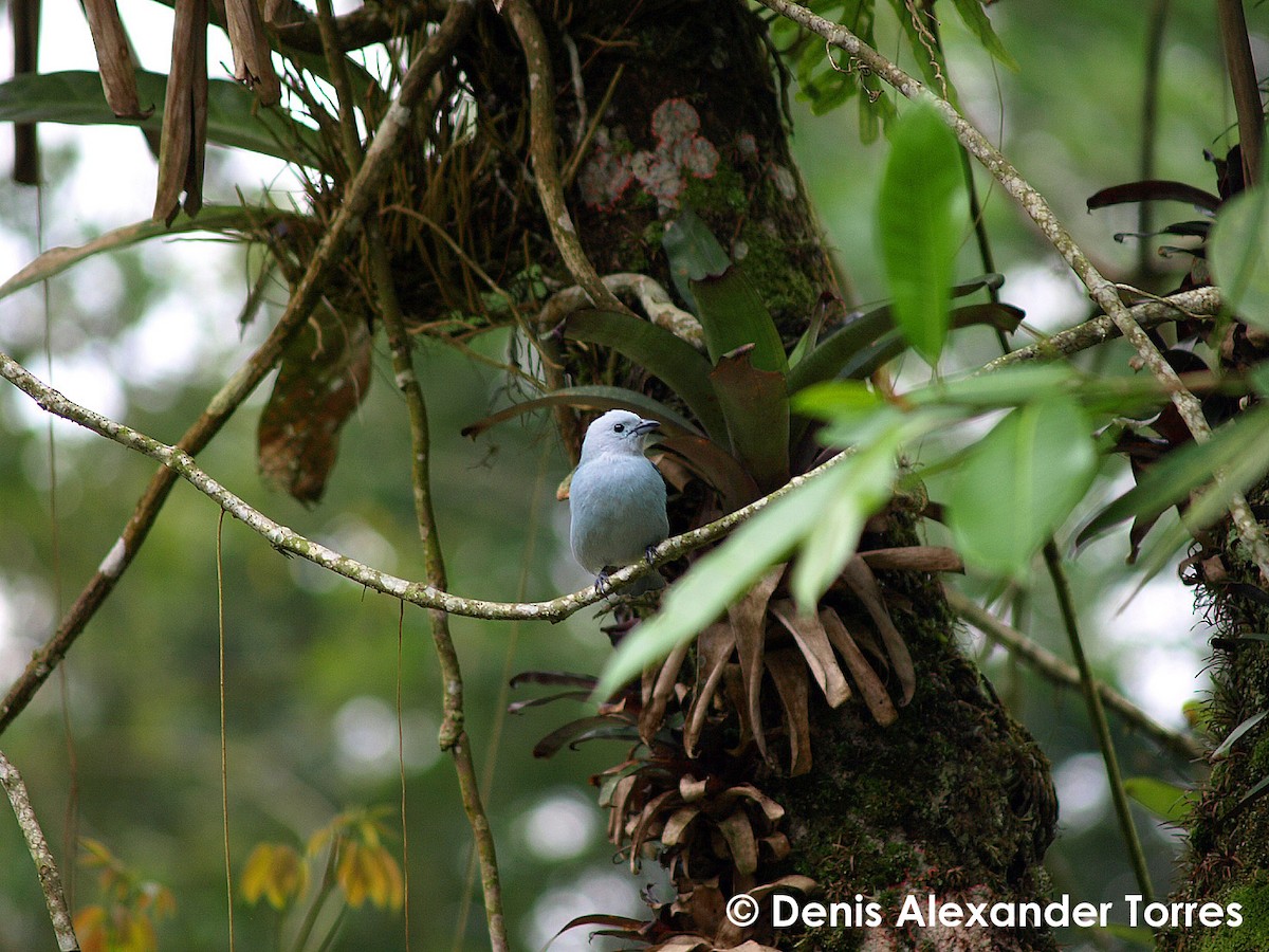 Blue-gray Tanager - ML204682341