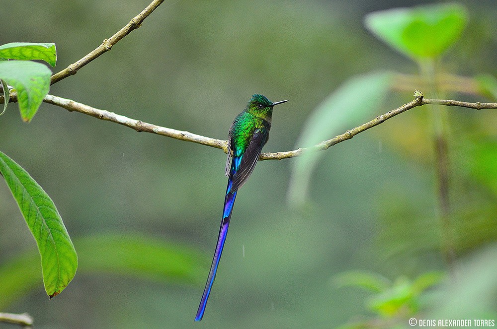Long-tailed Sylph - ML204682391