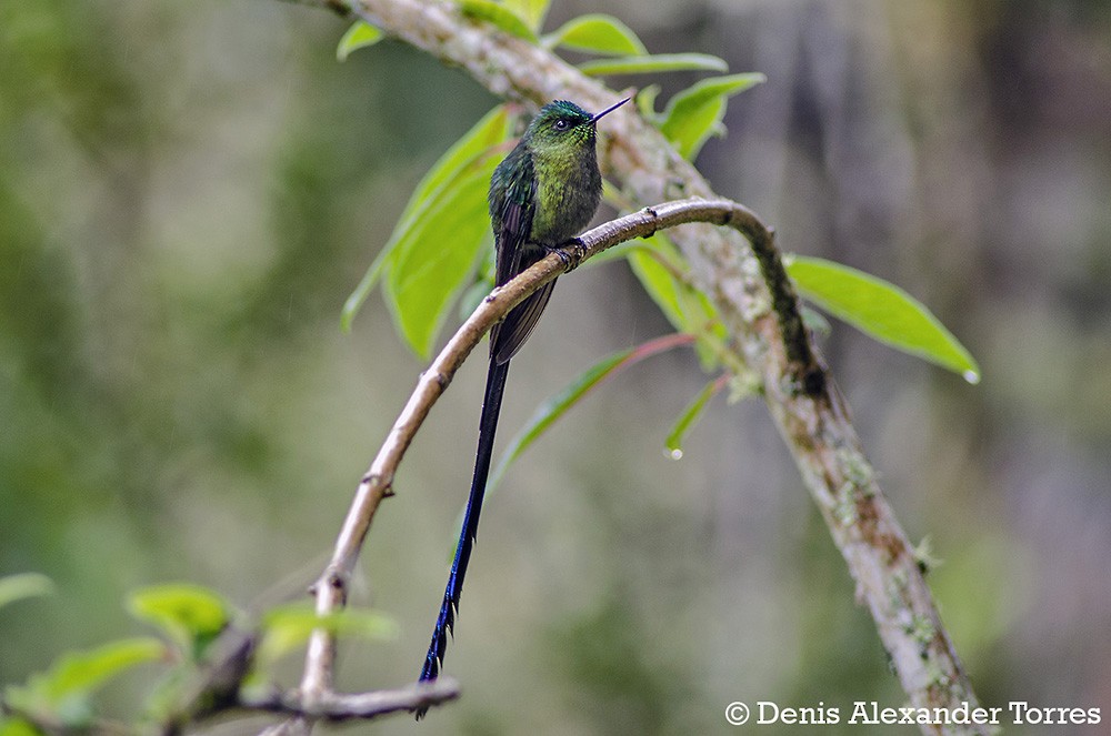 Long-tailed Sylph - ML204682421