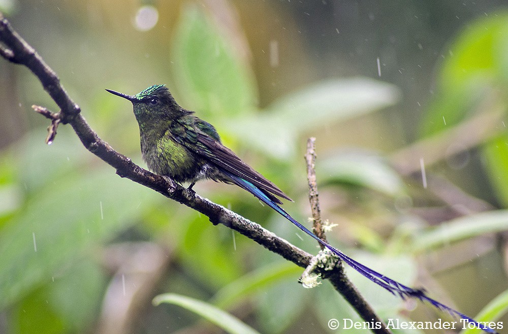 Long-tailed Sylph - ML204682461