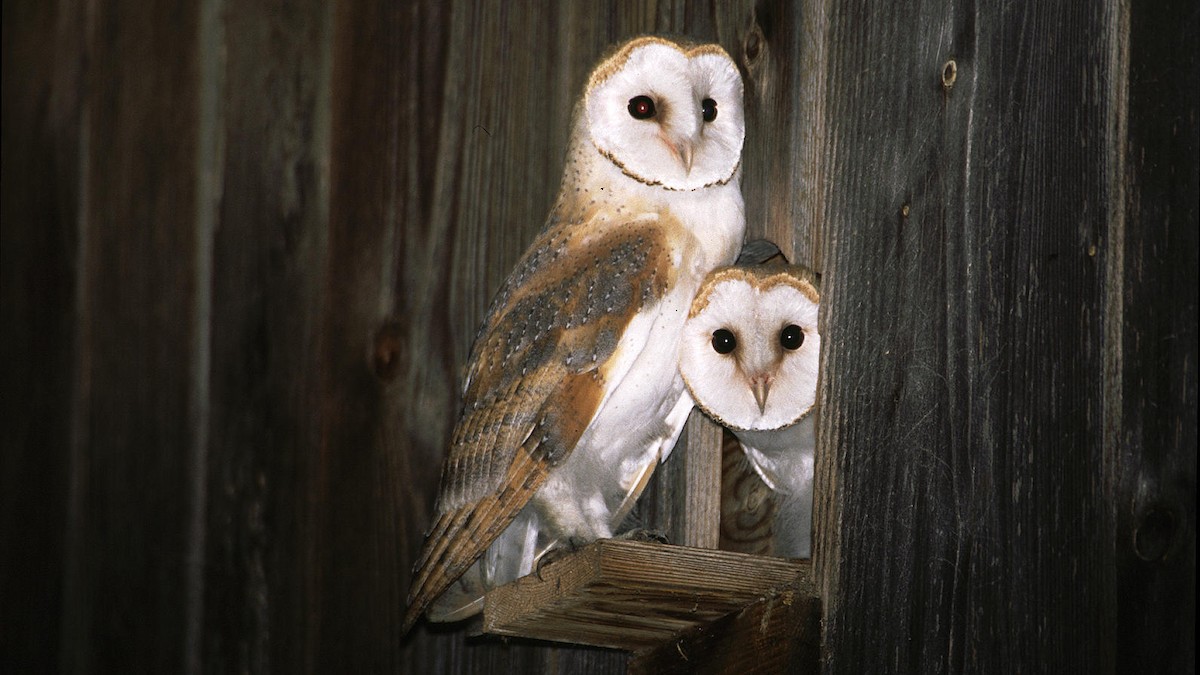 Barn Owl (Eurasian) - Thomas Pfister