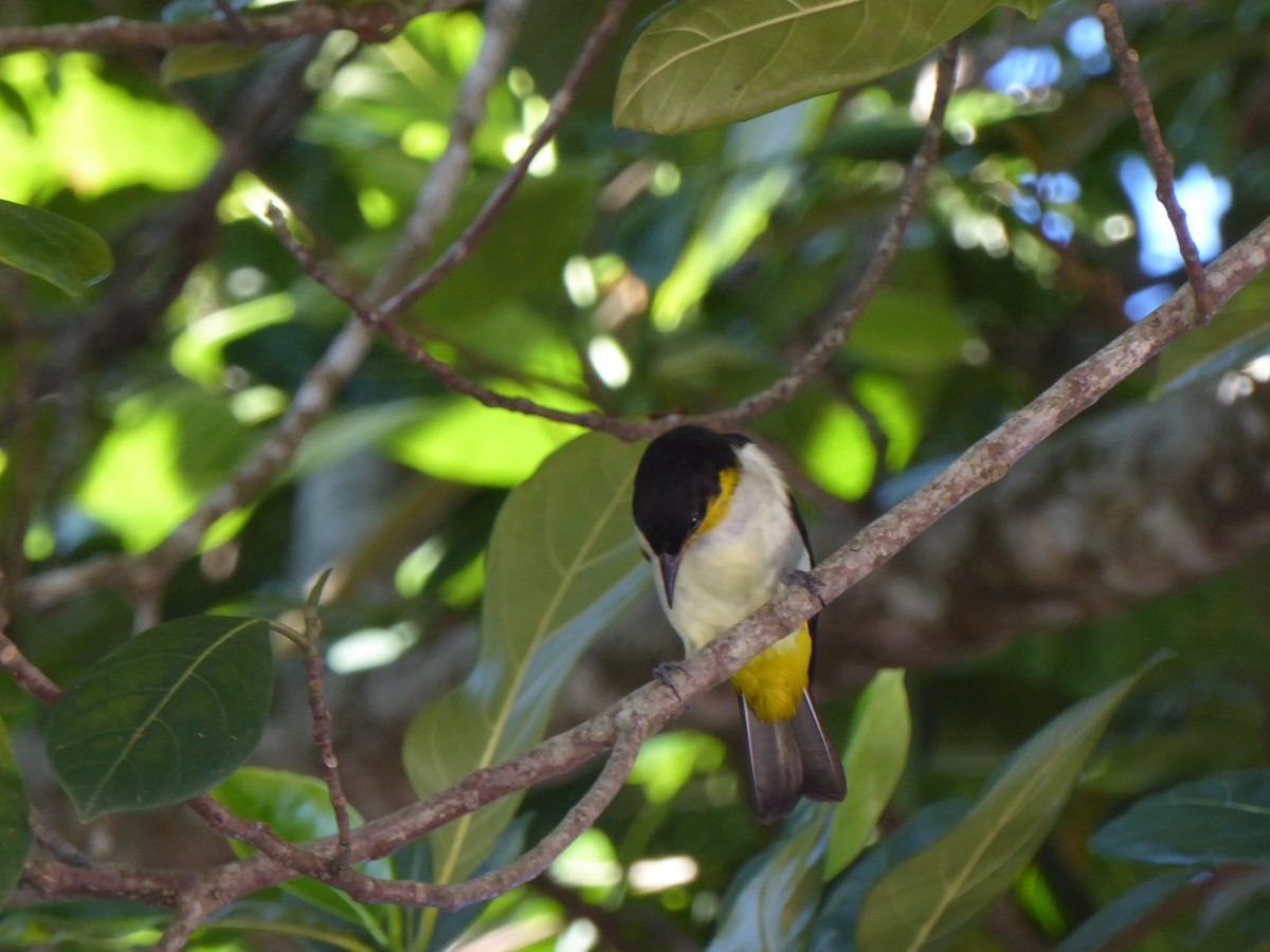 Yellow-backed Tanager - ML204682481