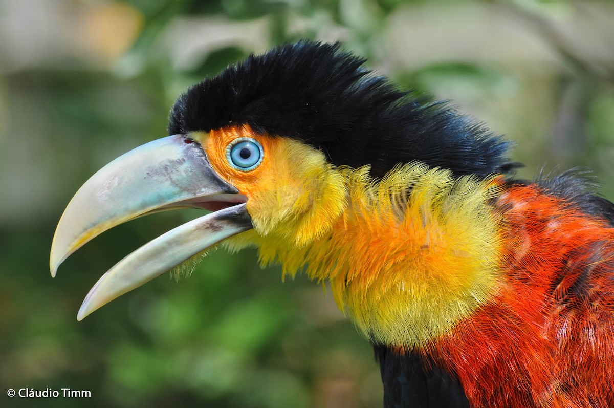 Red-breasted Toucan - ML204682601