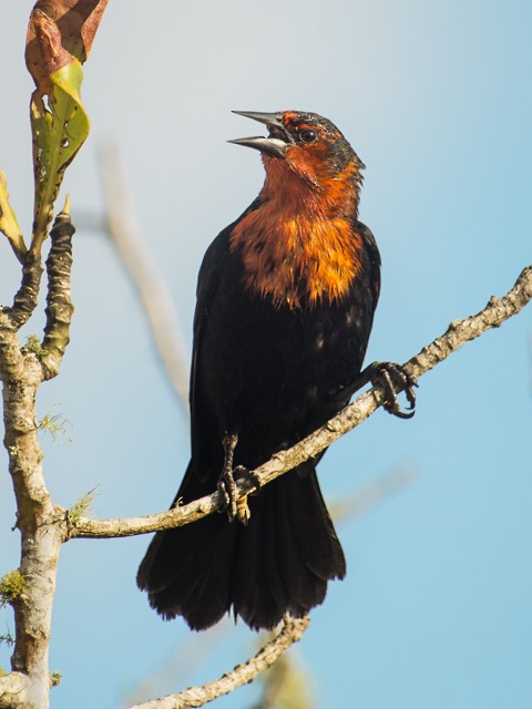 Scarlet-headed Blackbird - Cláudio Timm