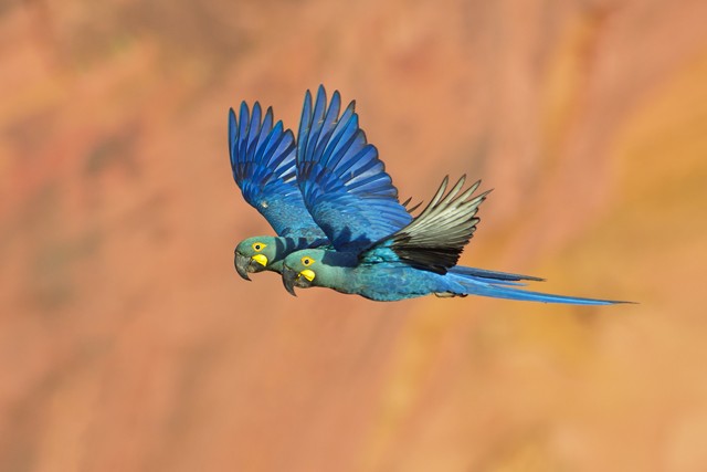 Indigo Macaw - Cláudio Timm
