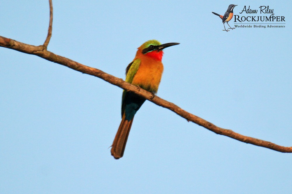 Red-throated Bee-eater - Adam Riley