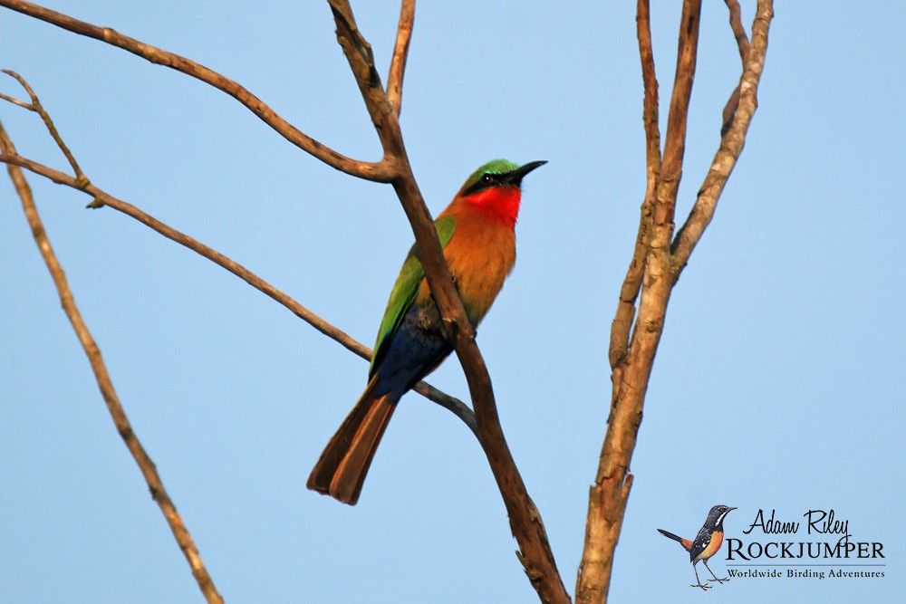 Red-throated Bee-eater - Adam Riley