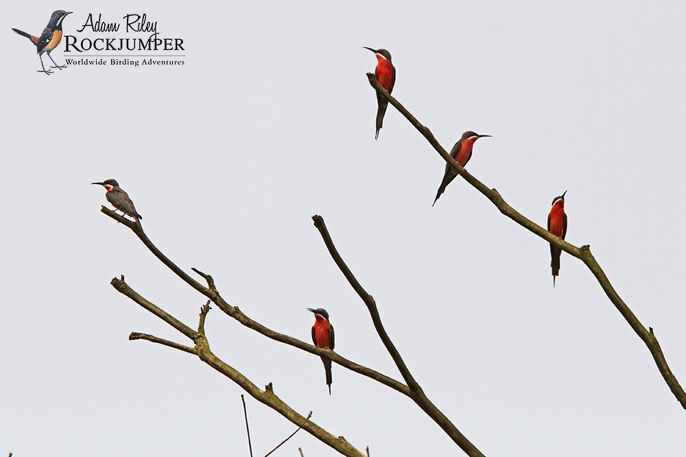 Rosy Bee-eater - ML204682881