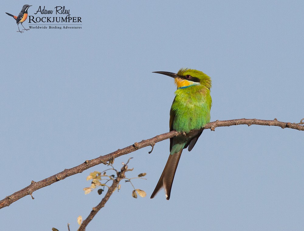 Swallow-tailed Bee-eater - Adam Riley