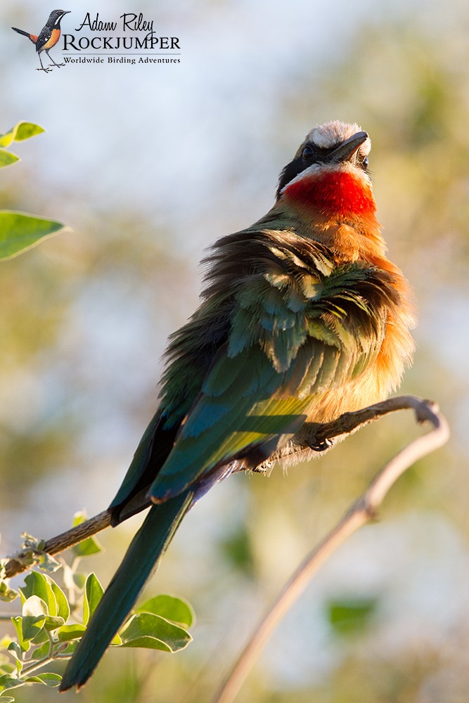 White-fronted Bee-eater - ML204683121