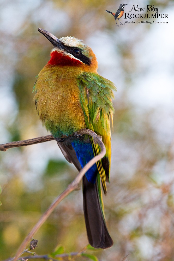 White-fronted Bee-eater - Adam Riley
