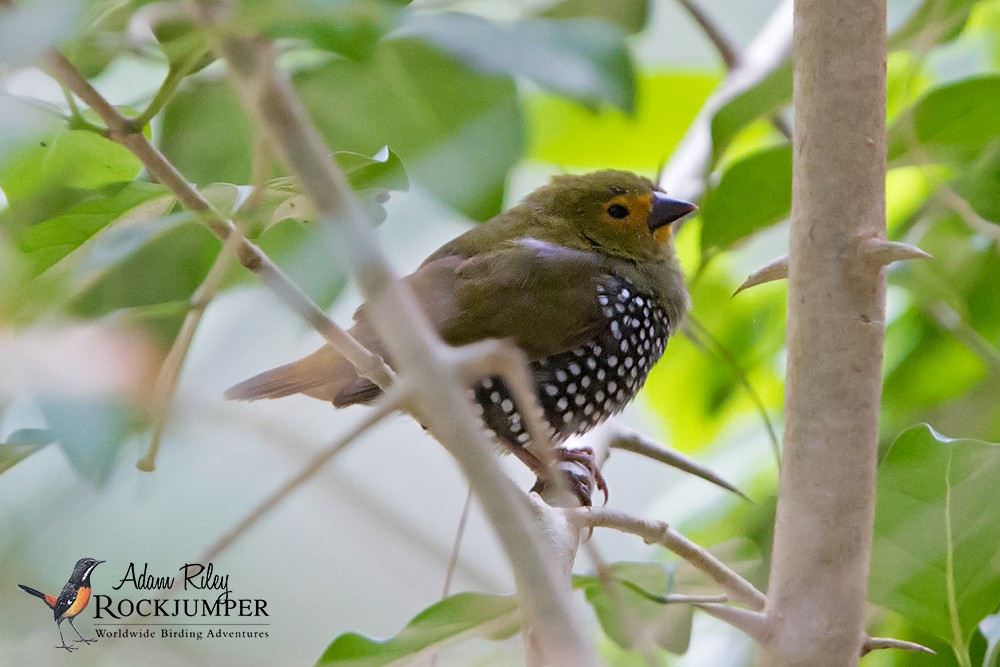 Green-backed Twinspot (Green-breasted) - ML204683231