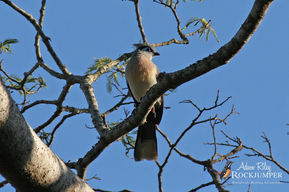 Crested Coua (Chestnut-vented) - ML204683541