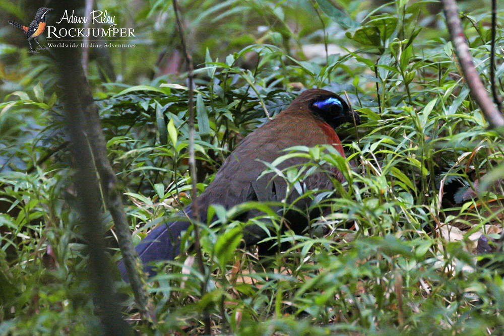 Red-breasted Coua - Adam Riley