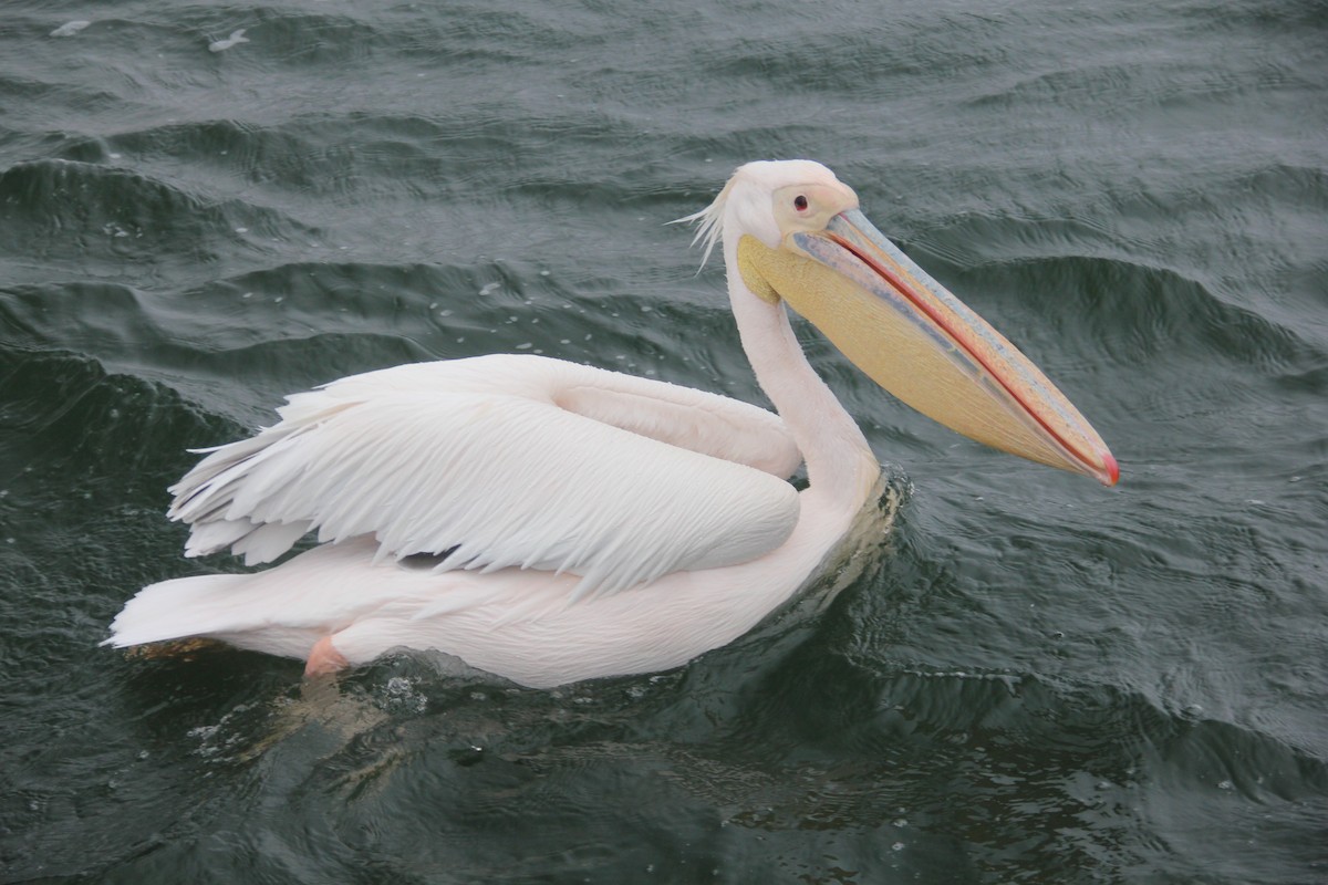 Great White Pelican - Laura Sargentini