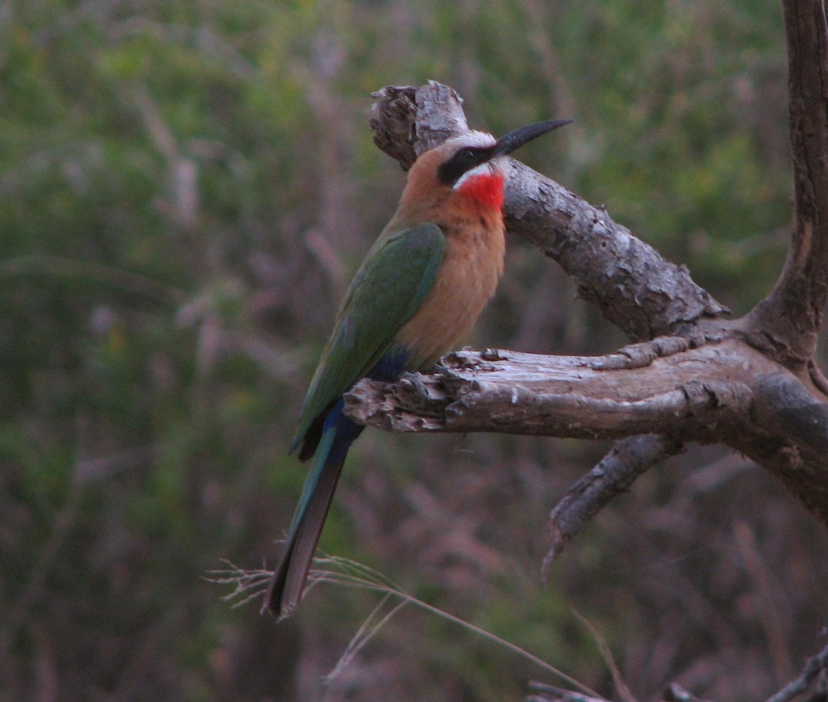 White-fronted Bee-eater - Doug and Denise Norris