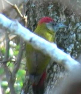 Olive Woodpecker (Southern) - ML204683821
