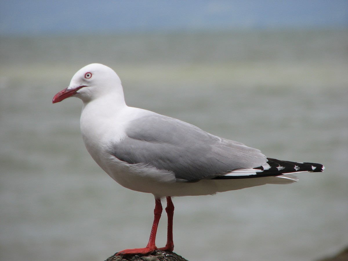 Silver Gull (Red-billed) - ML204683851