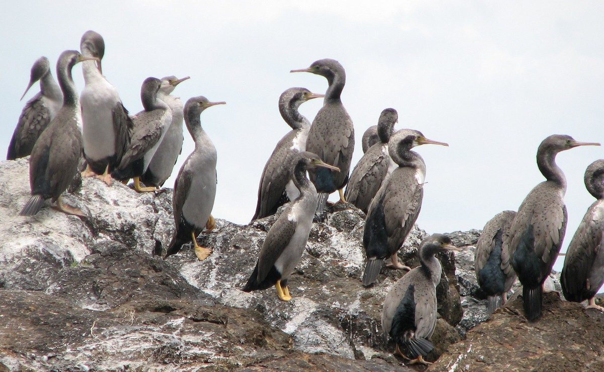 Spotted Shag - ML204683861