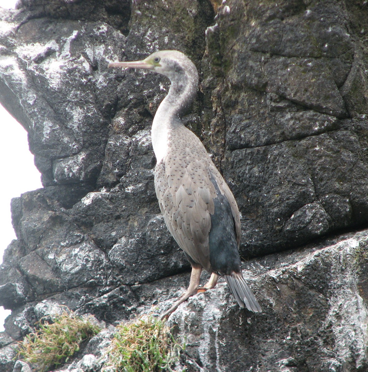 Spotted Shag - ML204683881