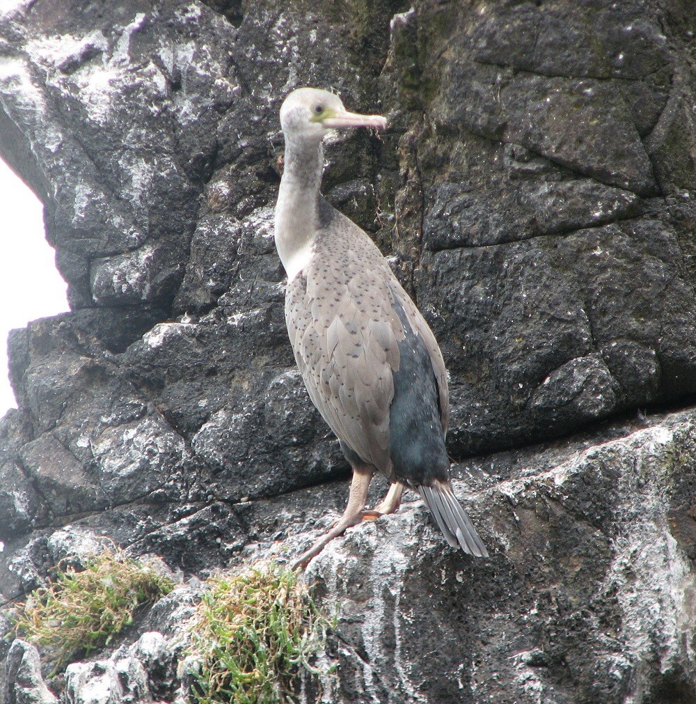 Spotted Shag - ML204683891