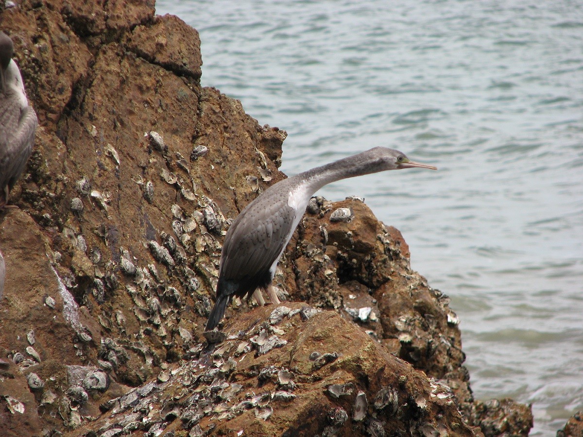 Spotted Shag - ML204683901