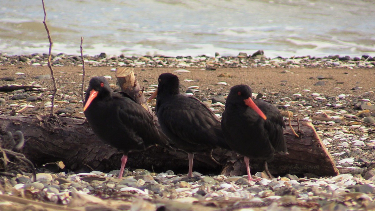 Variable Oystercatcher - Doug and Denise Norris