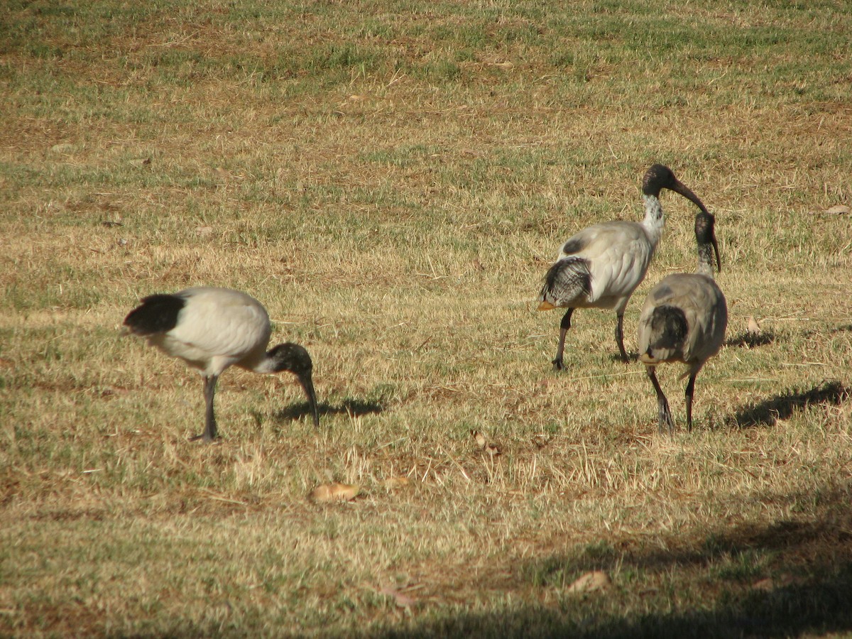 ibis australský - ML204683991