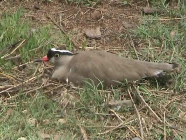 Crowned Lapwing - ML204684021