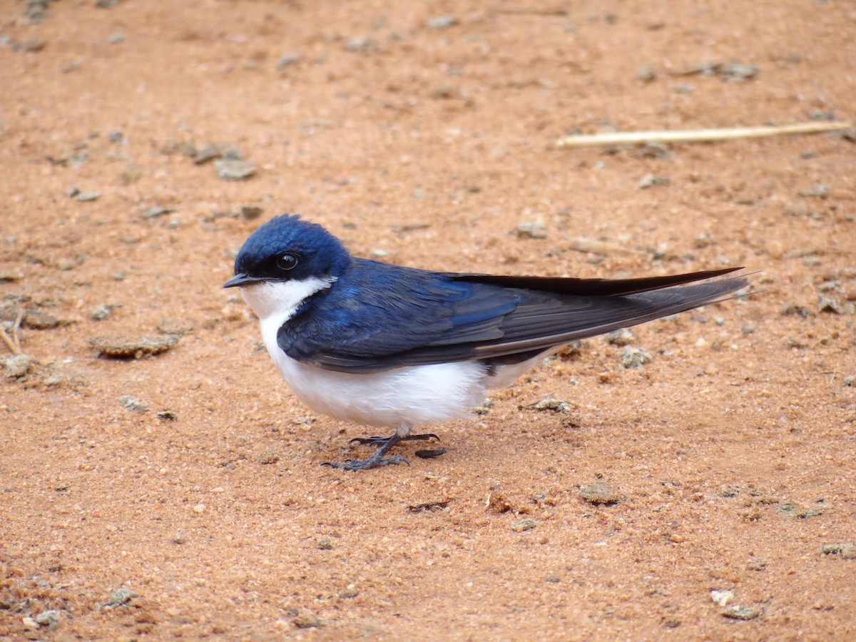 White-tailed Swallow - ML204684061