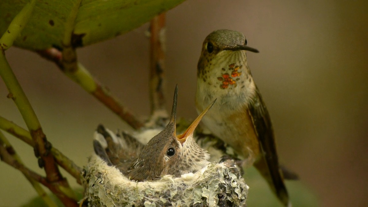 Rufous Hummingbird - Ann Chaikin