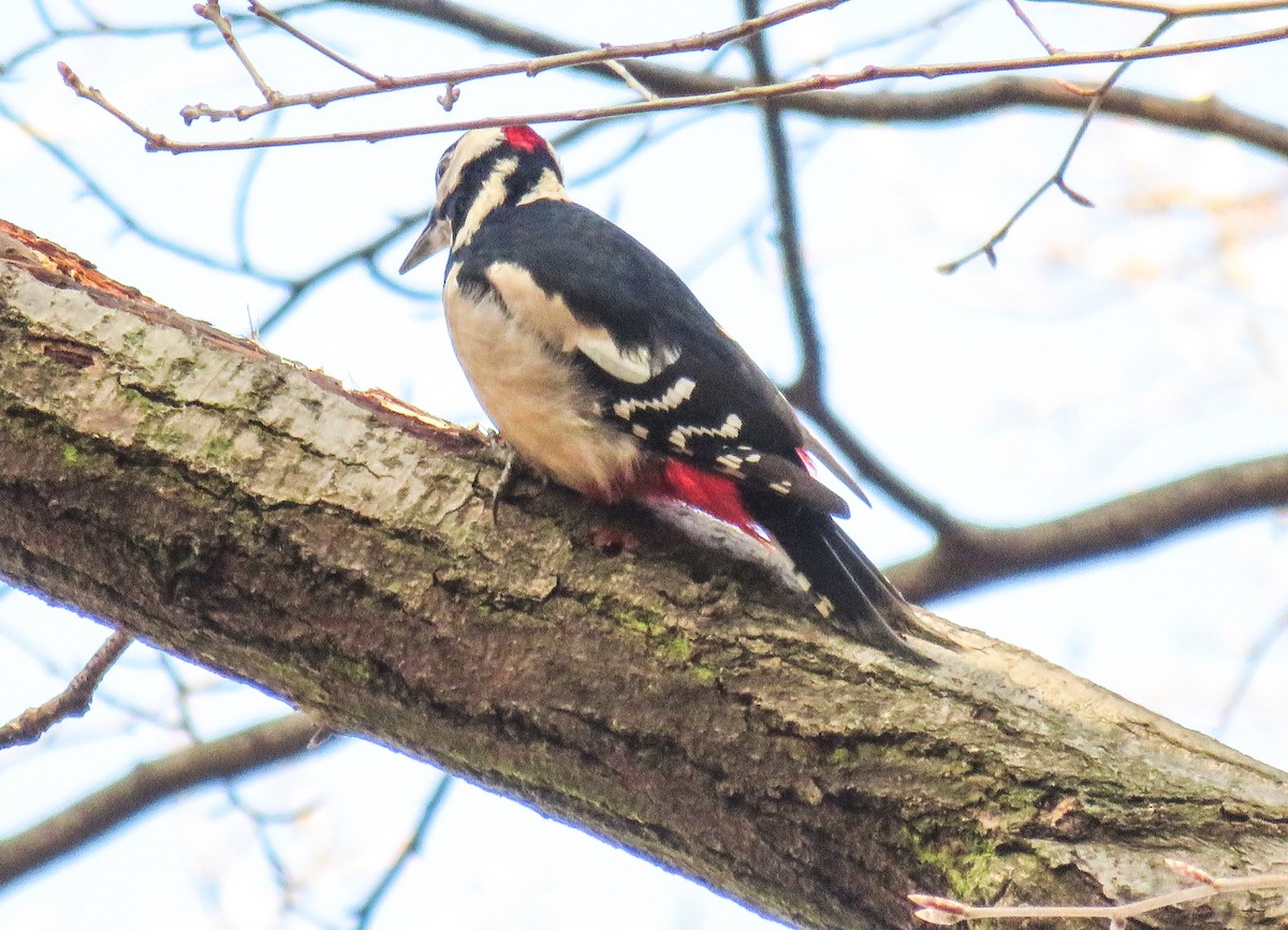 Great Spotted Woodpecker - martin achtman