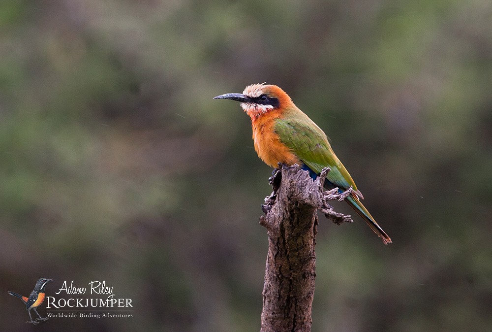 White-fronted Bee-eater - Adam Riley