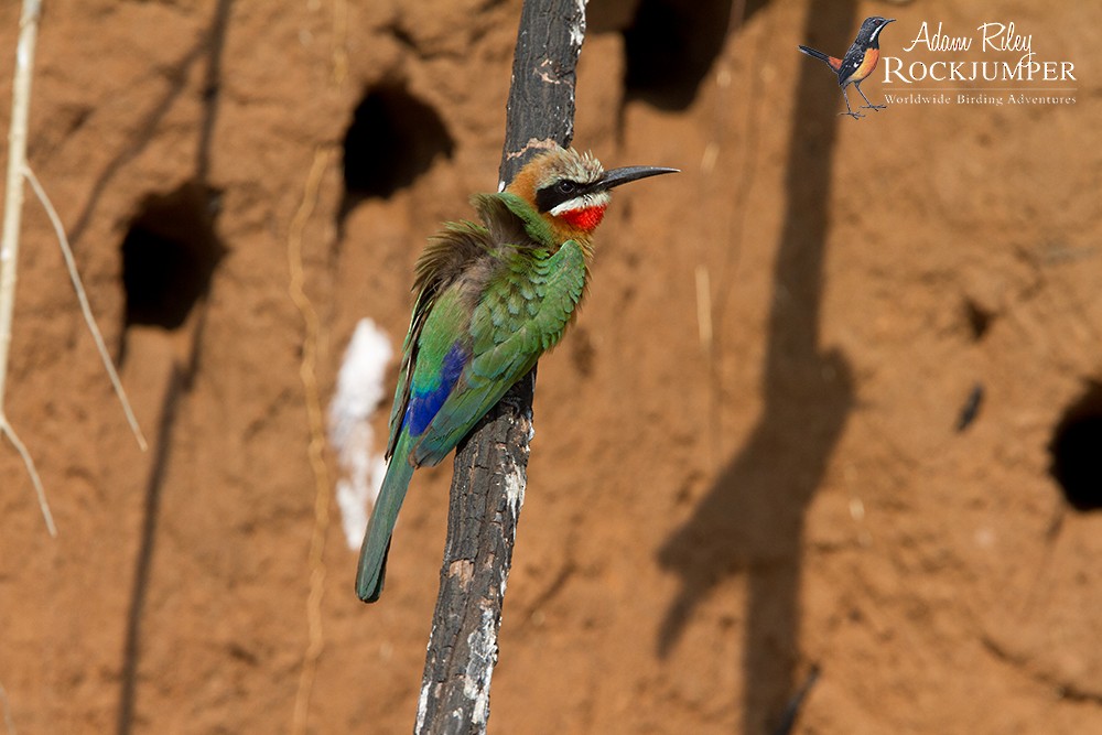 White-fronted Bee-eater - ML204684791