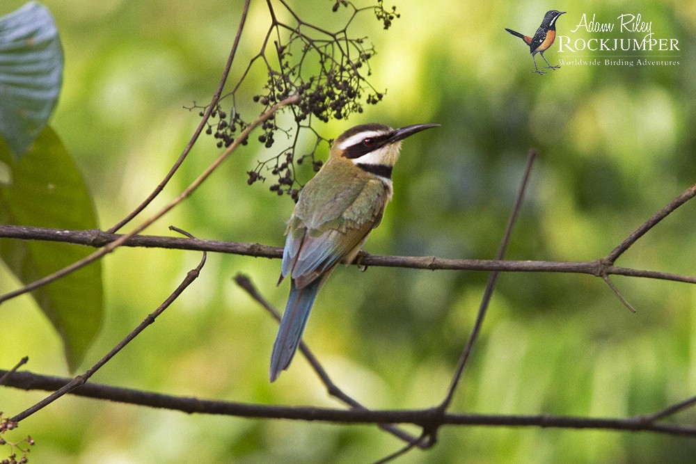 White-throated Bee-eater - Adam Riley