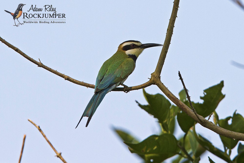 White-throated Bee-eater - Adam Riley