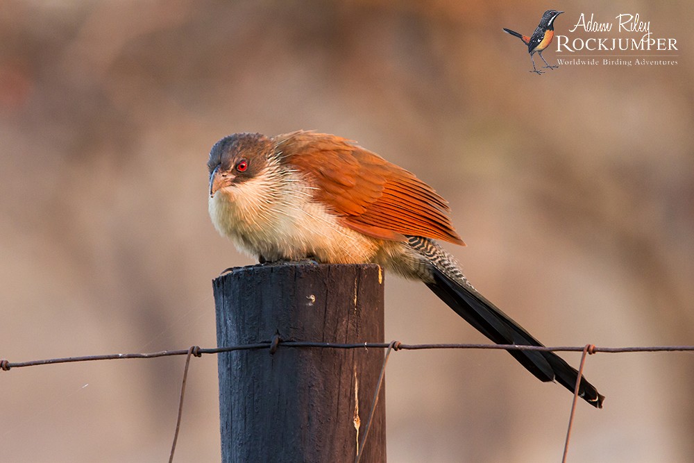 White-browed Coucal (Burchell's) - Adam Riley