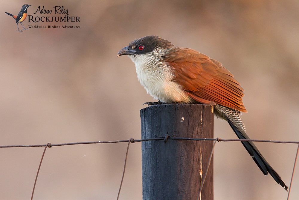 White-browed Coucal (Burchell's) - ML204685241