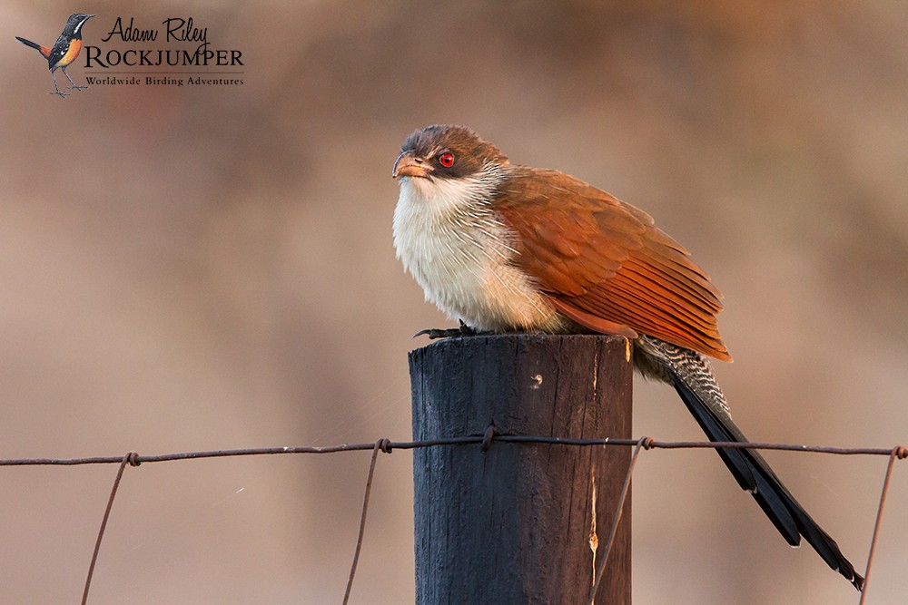 White-browed Coucal (Burchell's) - Adam Riley