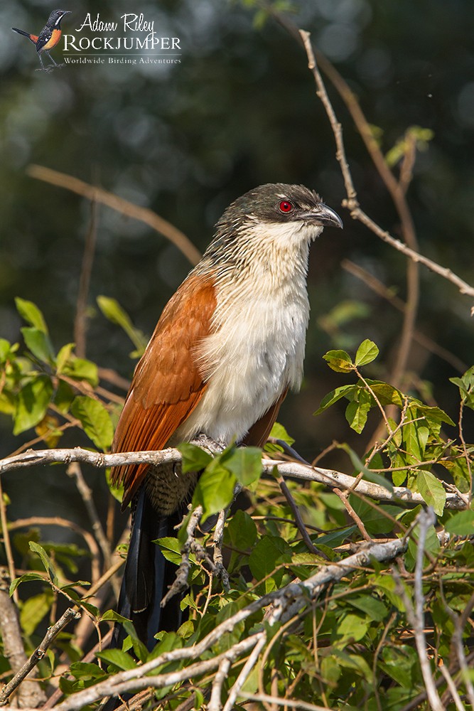 White-browed Coucal (Burchell's) - ML204685261