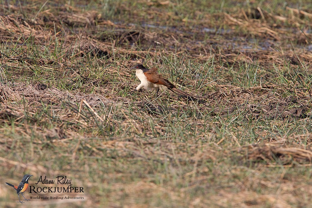 Coppery-tailed Coucal - ML204685291