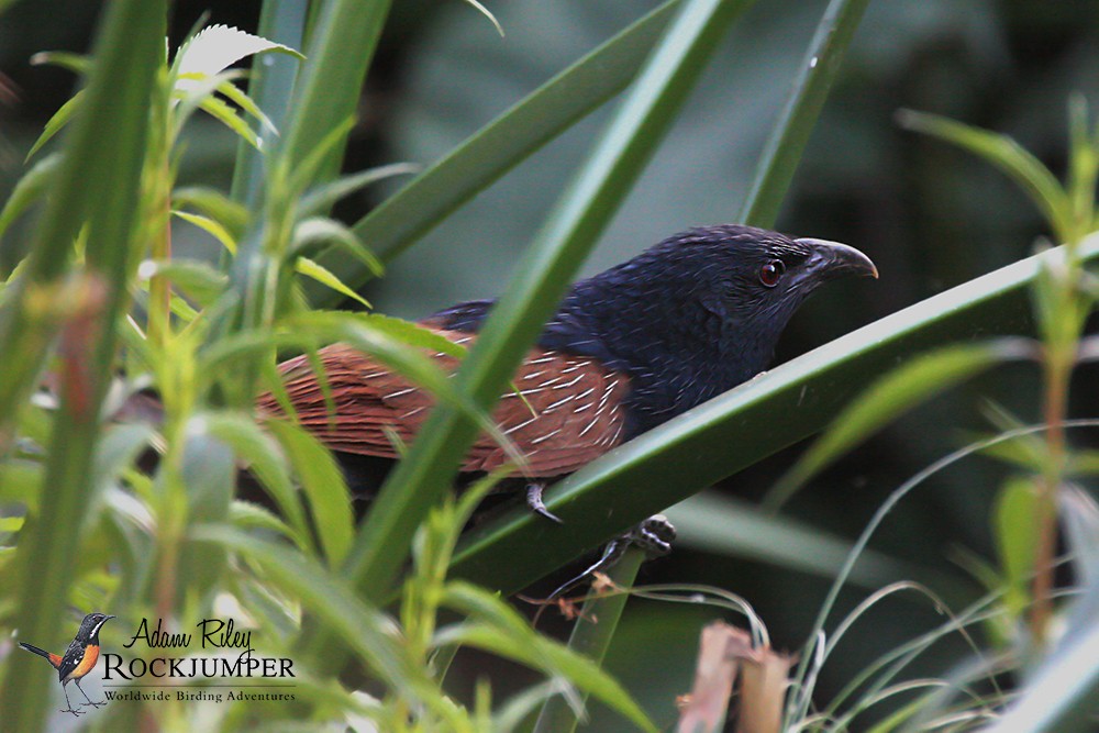 Malagasy Coucal - ML204685321