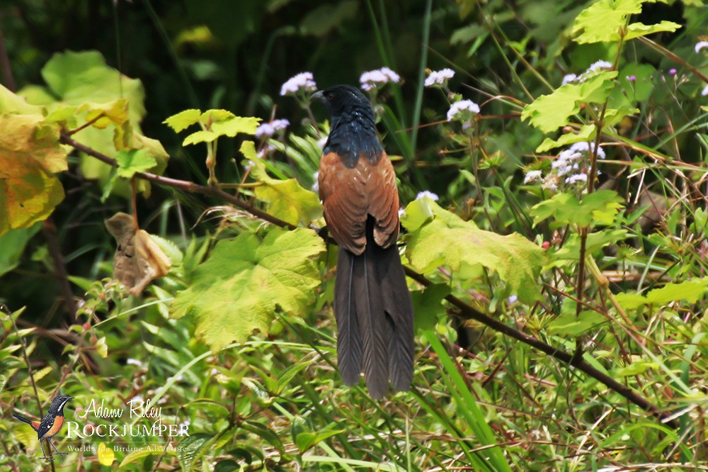 Malagasy Coucal - ML204685331