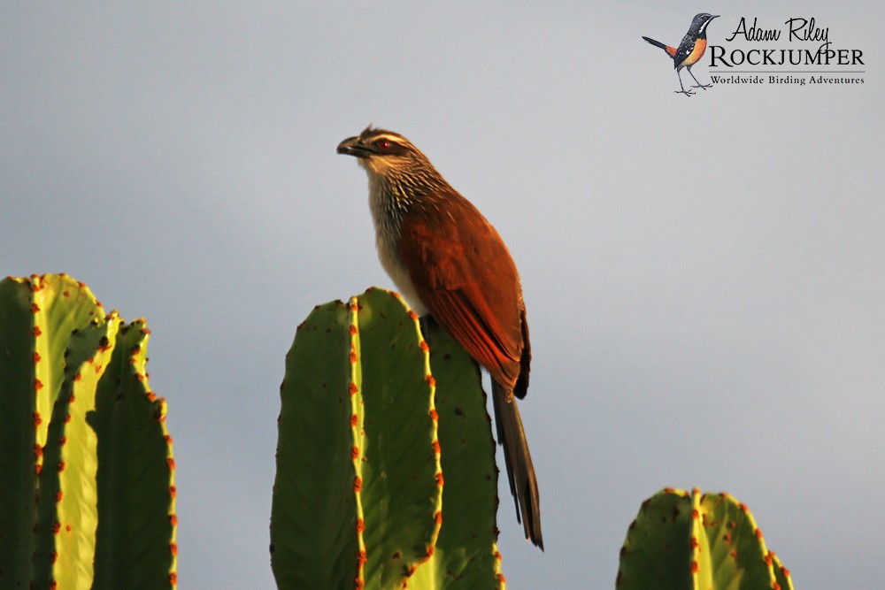White-browed Coucal (White-browed) - Adam Riley