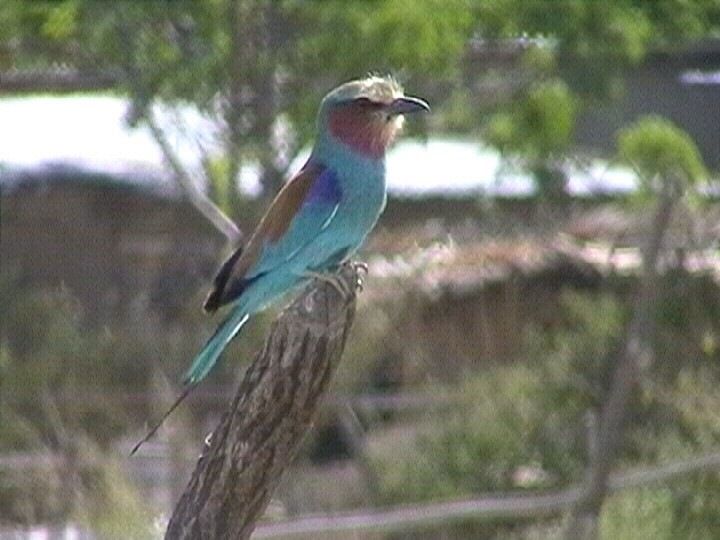 Lilac-breasted Roller (Blue-breasted) - ML204685811