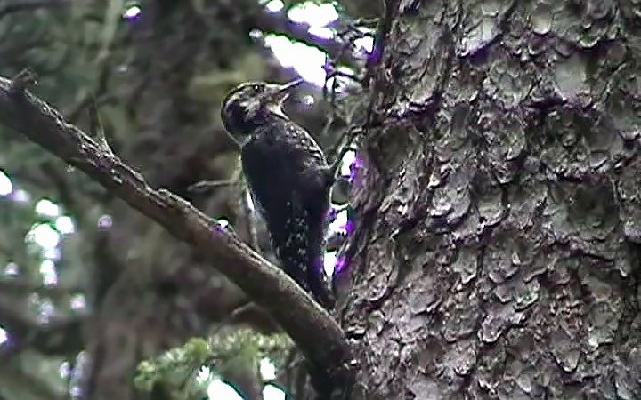 Eurasian Three-toed Woodpecker (Dark-bodied) - ML204685841