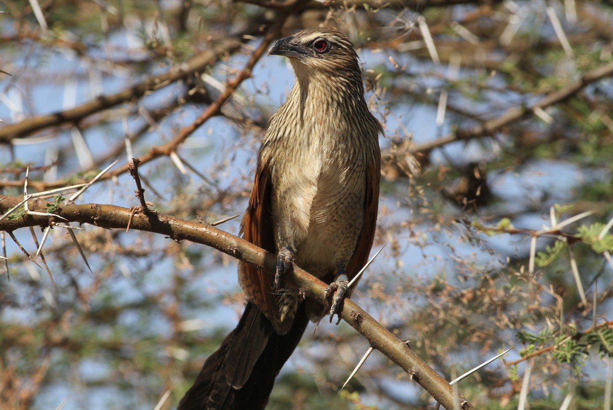 White-browed Coucal (White-browed) - Rainer Seifert